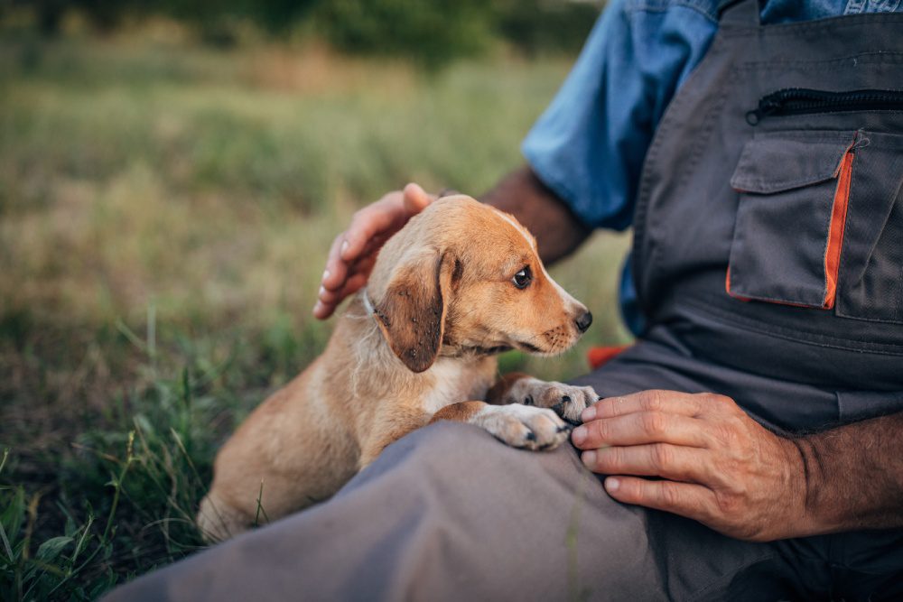 Small dog sitting with a person outside