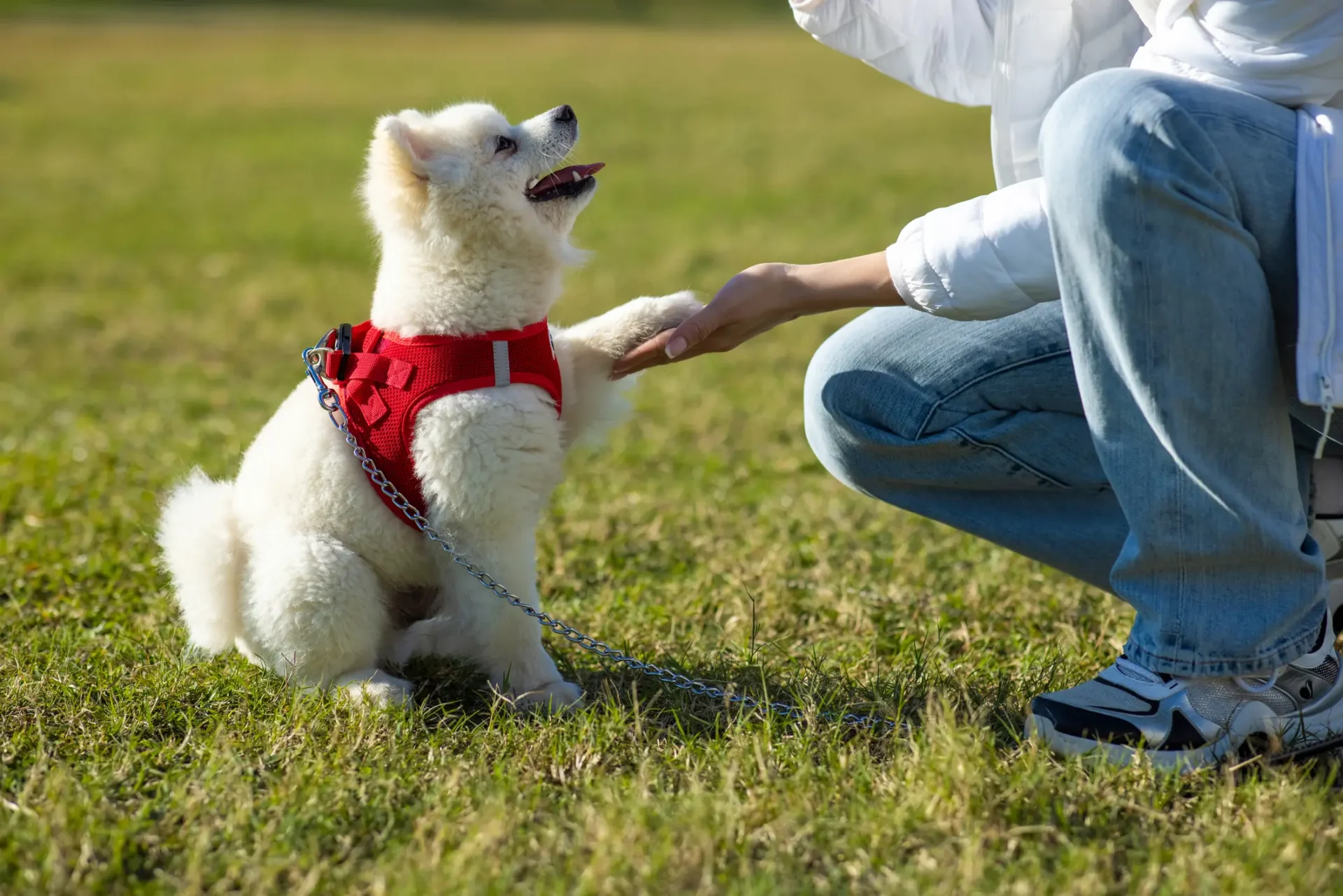 Pomeranian interacting with person outdoors
