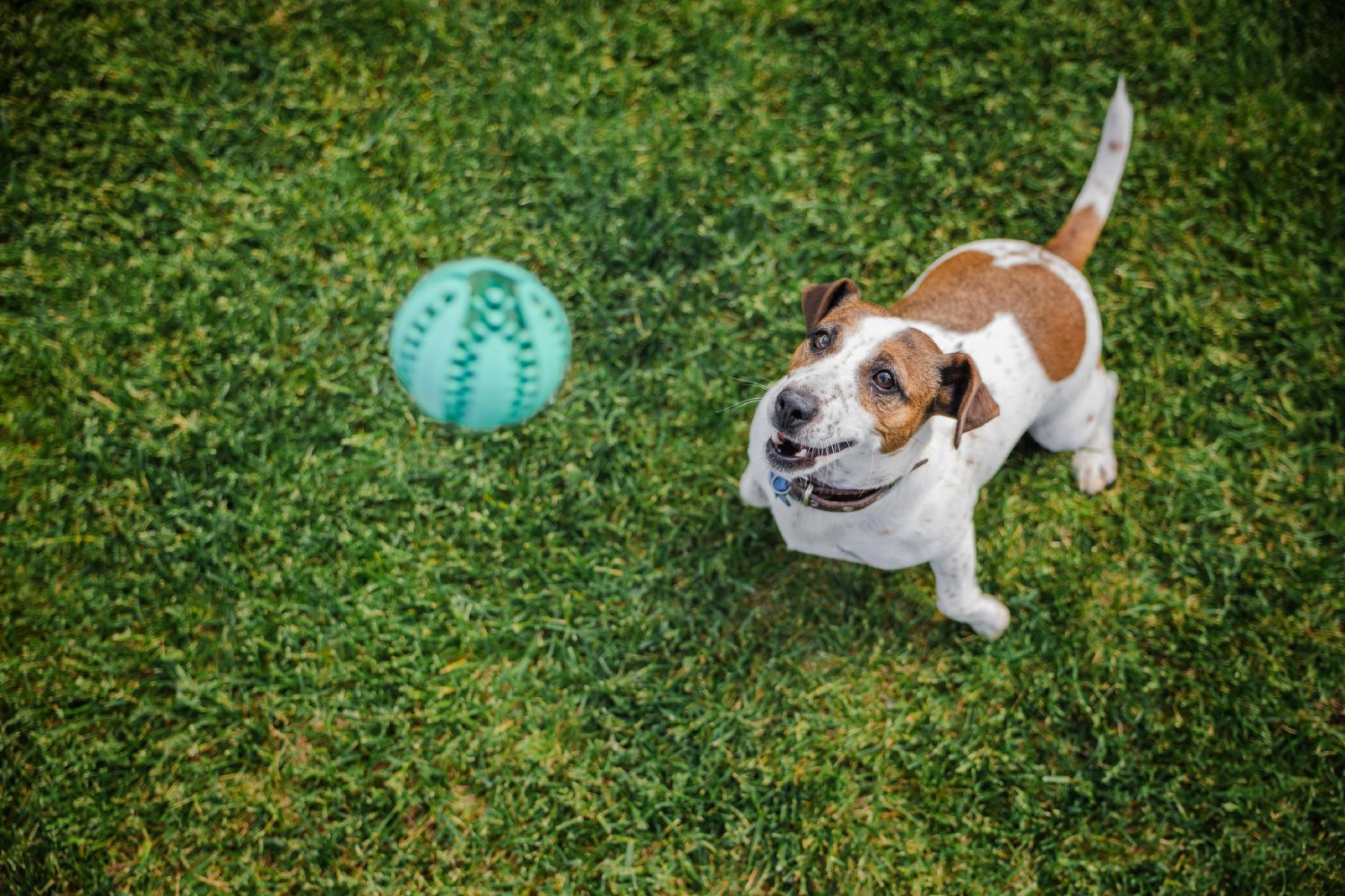 Dog playing fetch with green ball