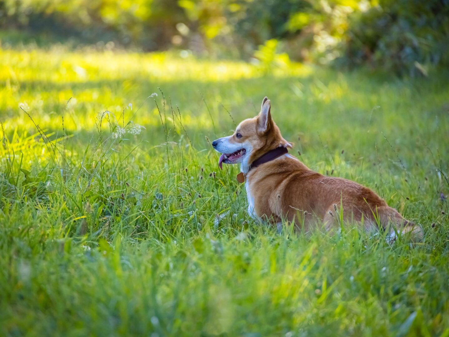 Happy corgi enjoying outdoor park
