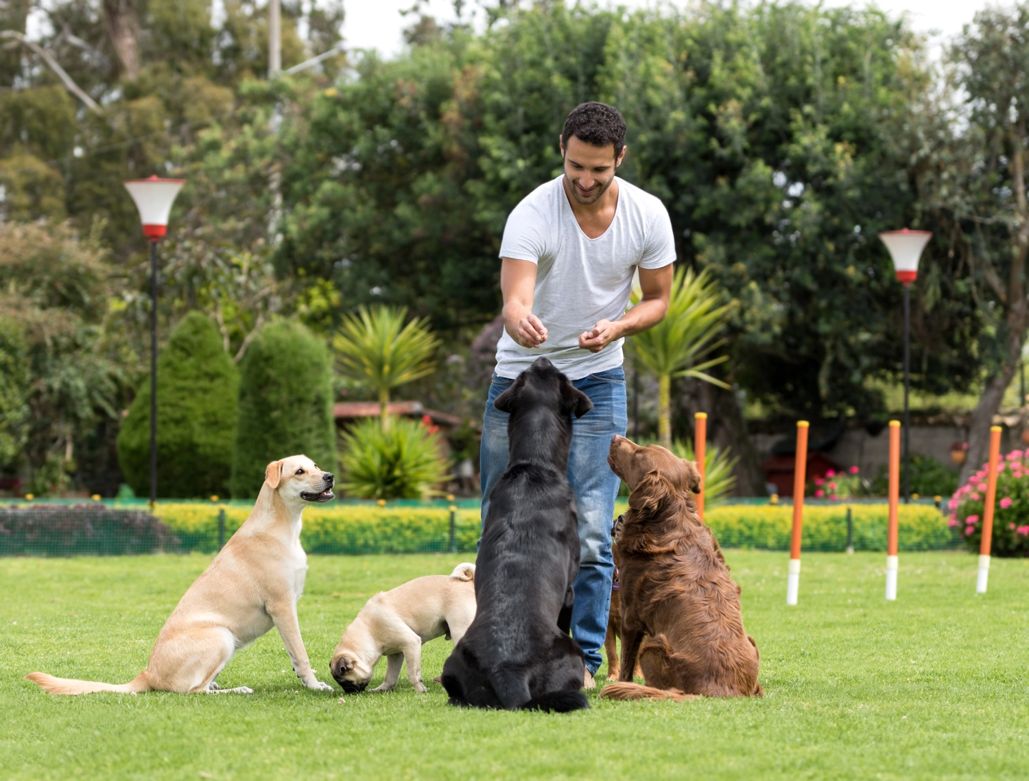 Man training dogs in a park