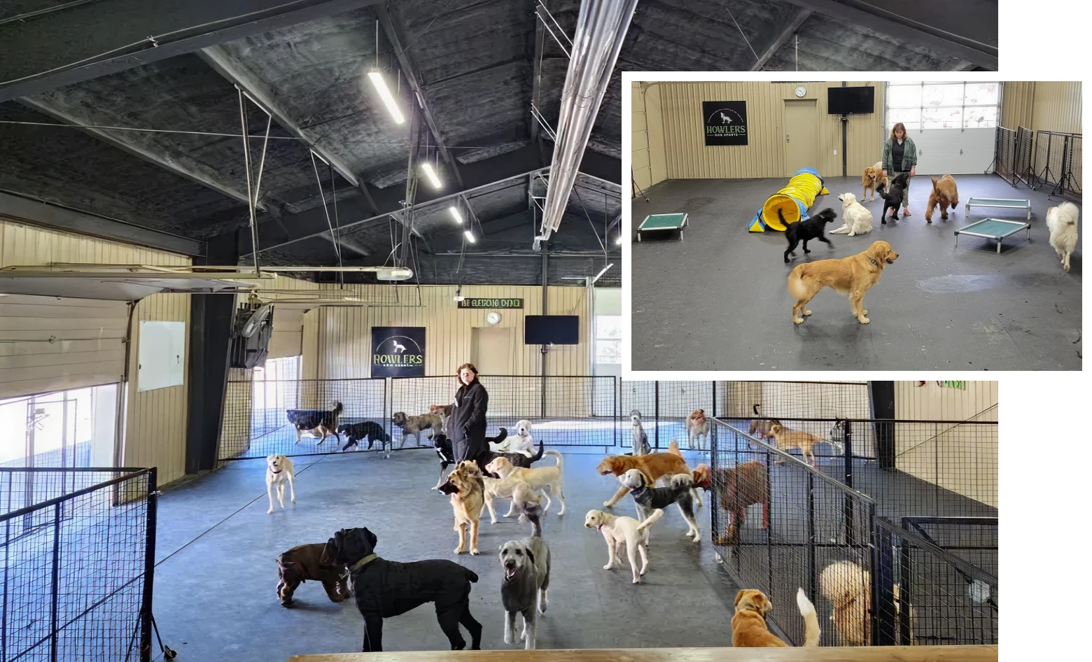 Dogs playing in indoor facility