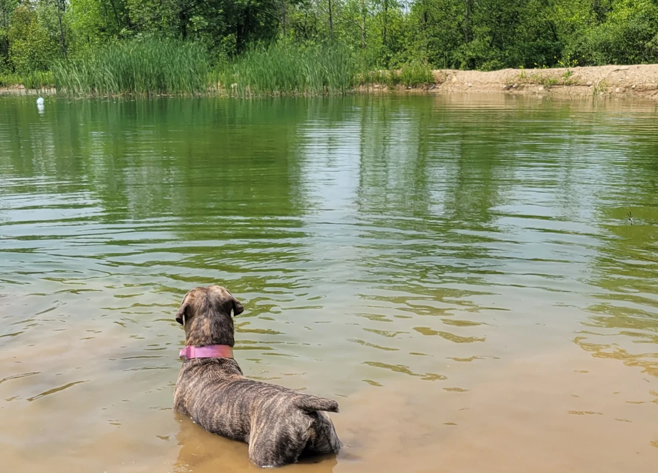 Canine relaxing by the water's edge