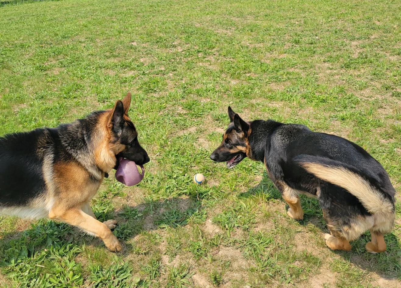 Two dogs playing outside on grass
