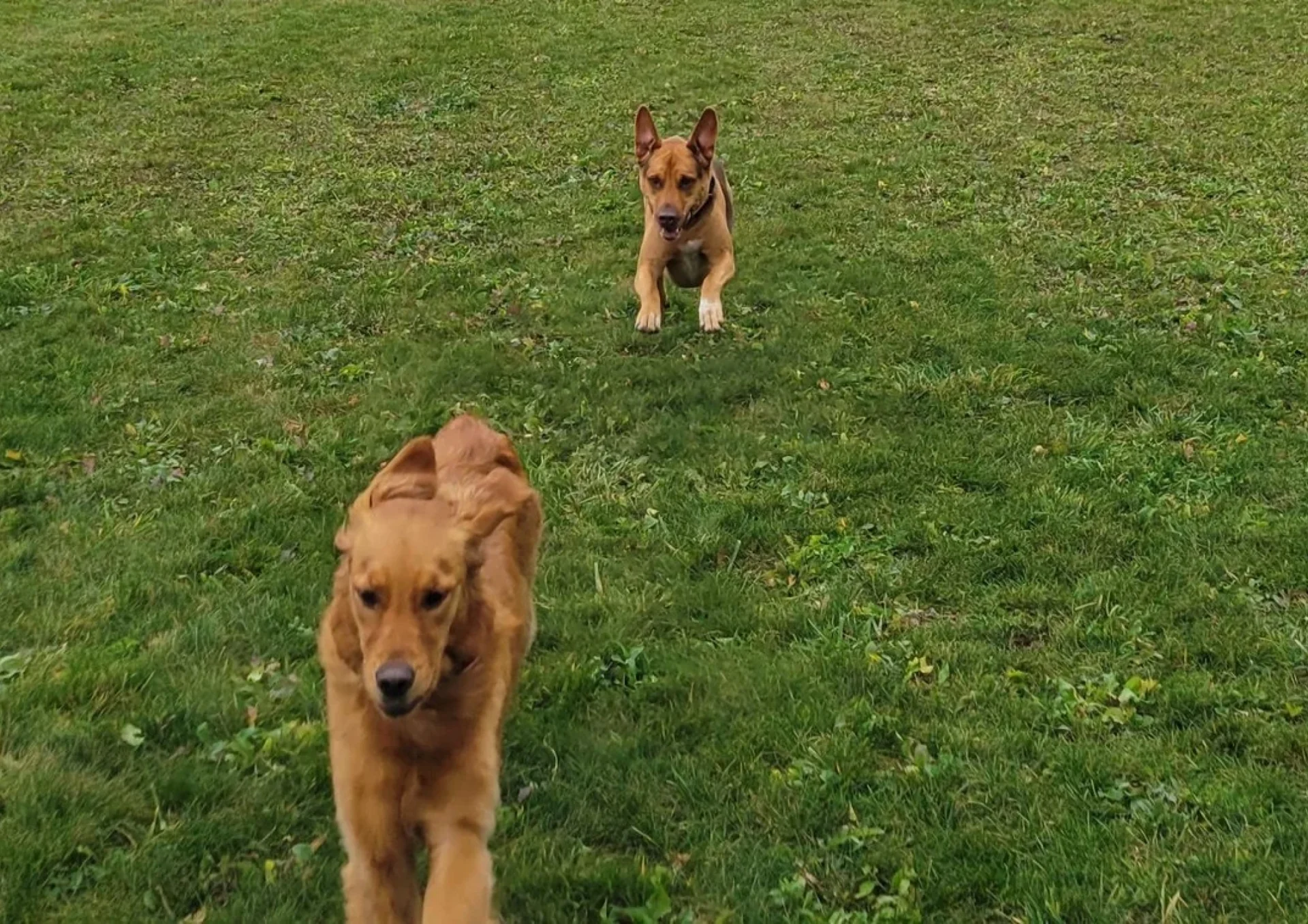 Two dogs running on green grass