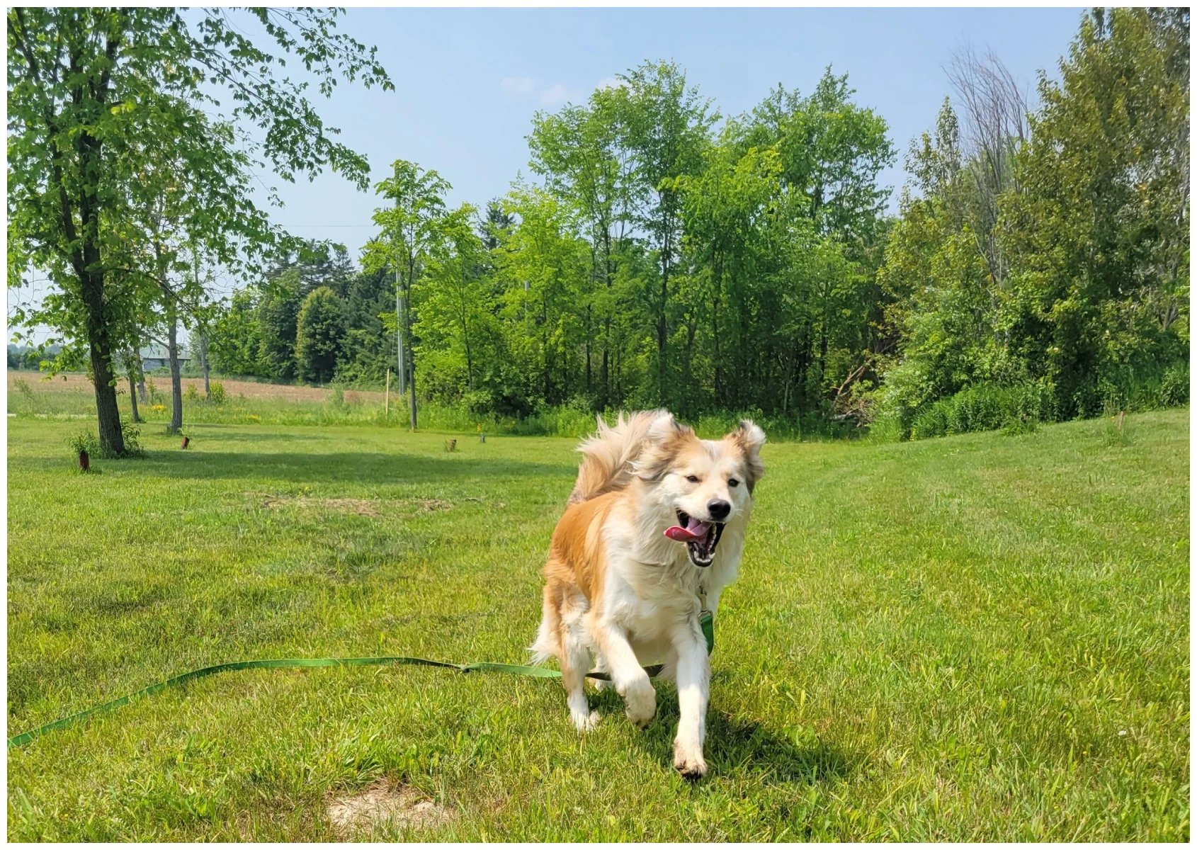 Dog running on grassy field