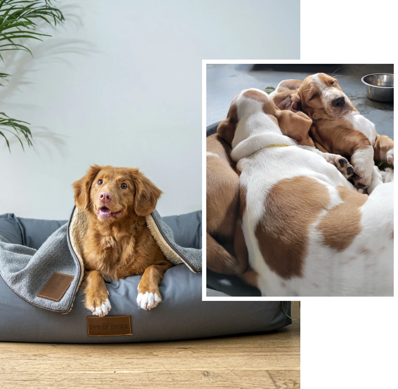 Dog relaxing in cozy bed