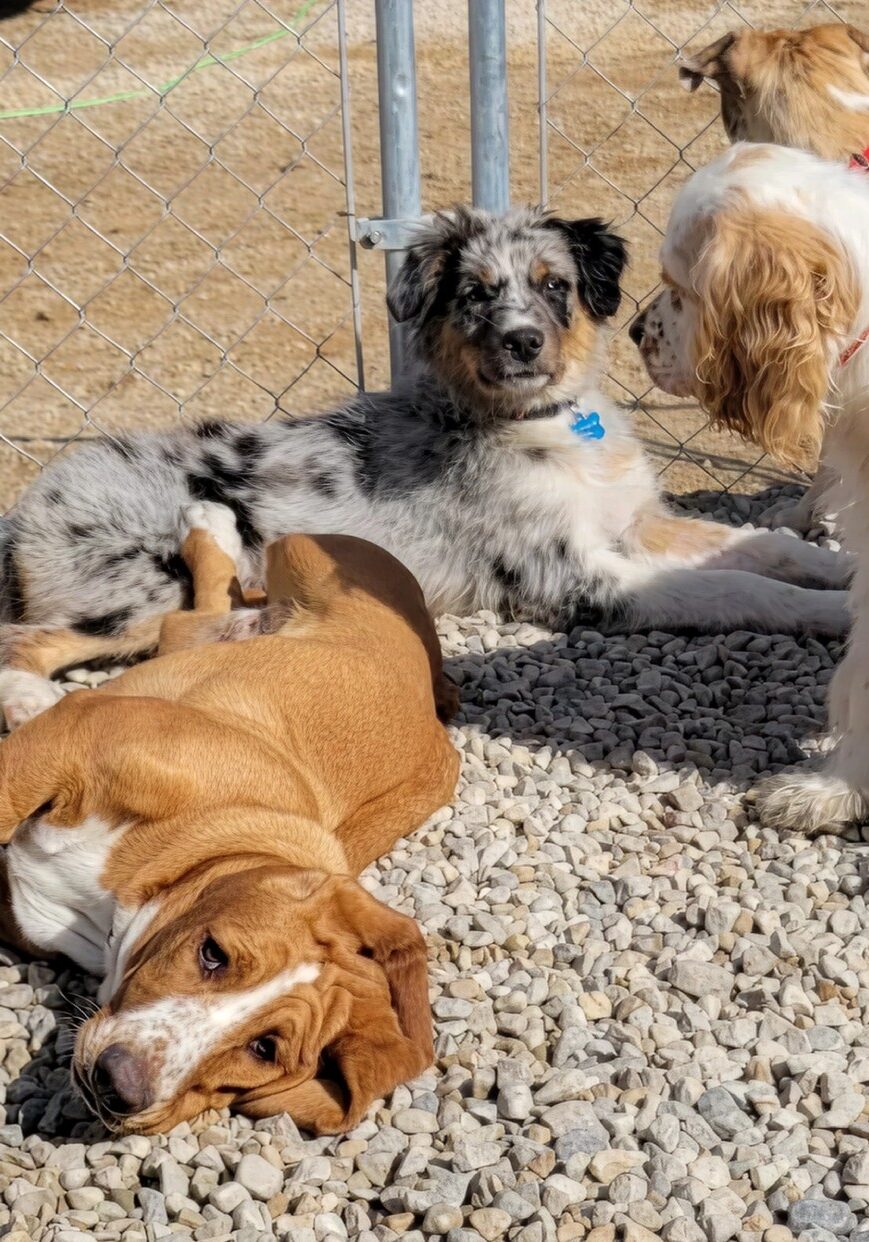Dogs relaxing in a fenced area