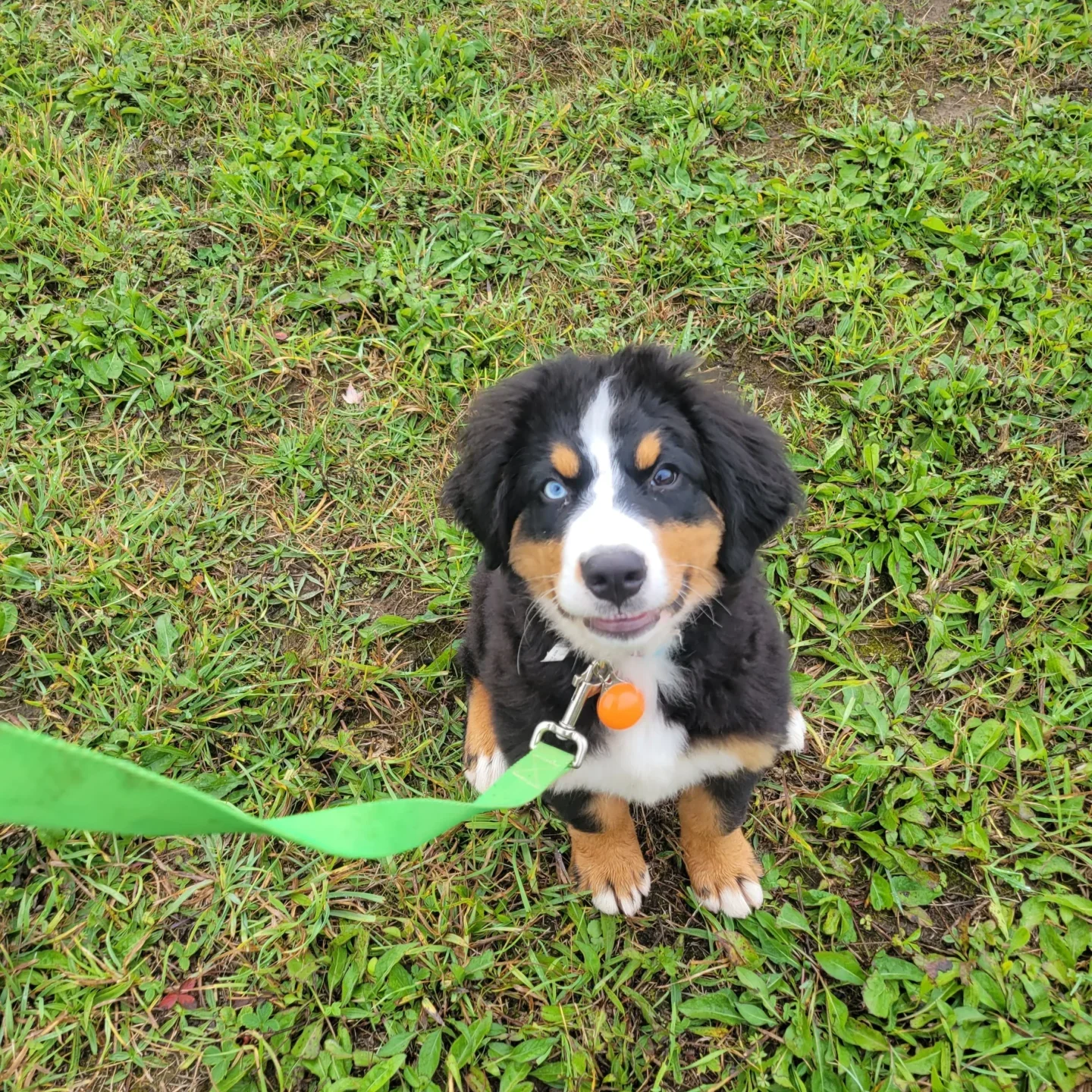Fluffy puppy with a green leash